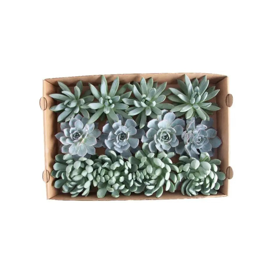 blue color succulents Succulent Aqua Assorted - PetalDriven 5cm