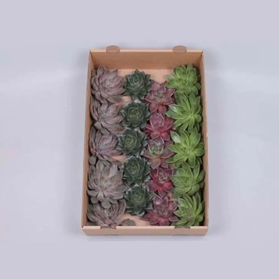 Succulent Autumn Assorted