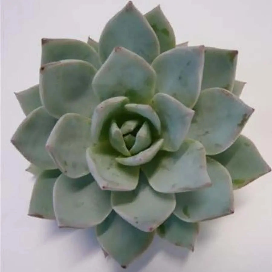 blue star succulent Succulent Blue Star