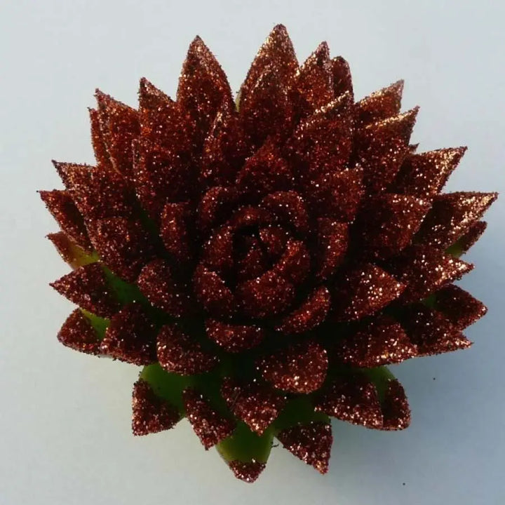 Succulents Painted Holex Dutch