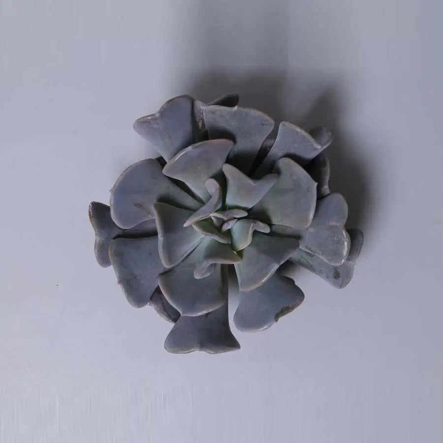 succulent cube Succulent Cubic Frost
