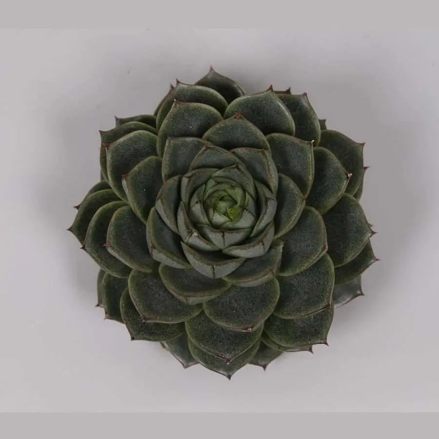 Succulent Fabiola