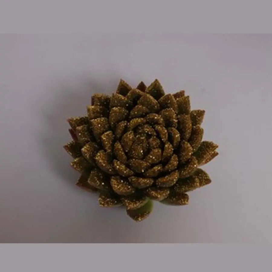 Succulents Painted Holex Dutch