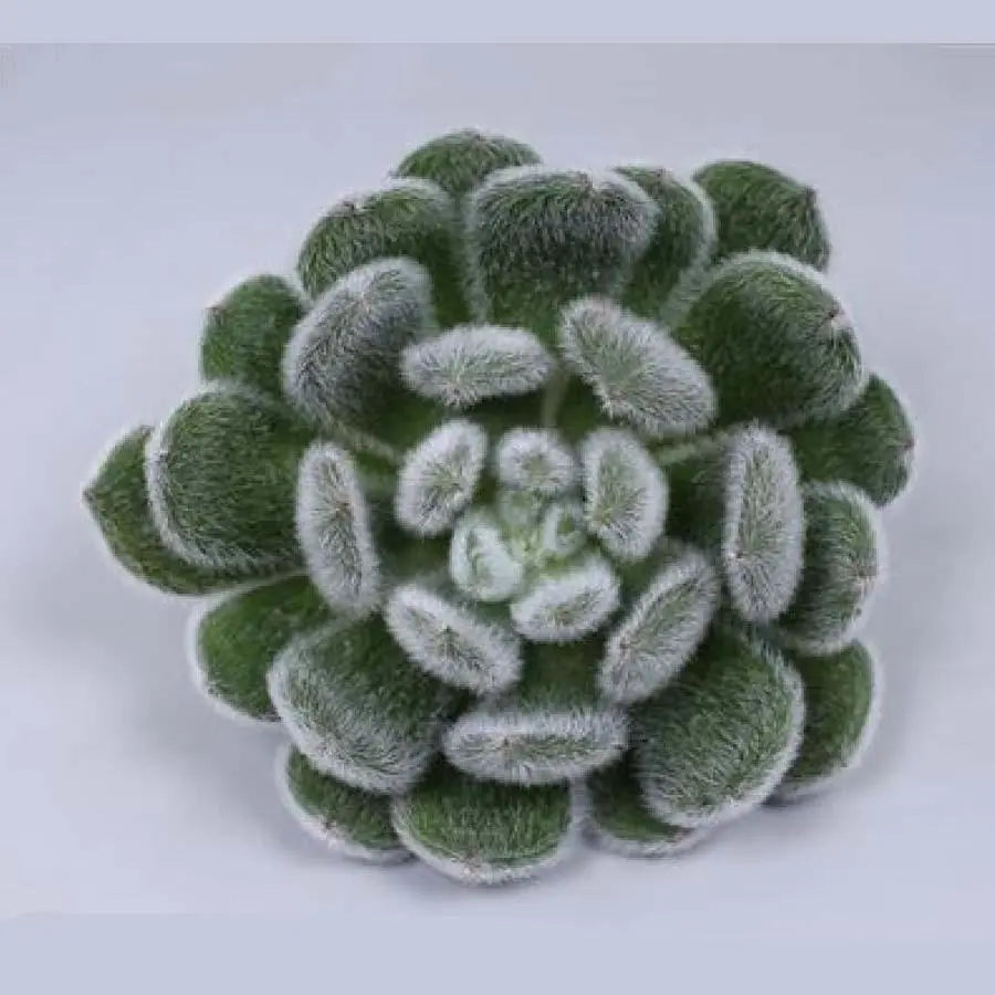 Succulent Green Velvet