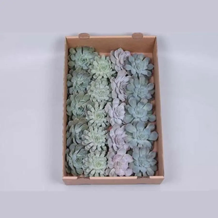 buy succulents wholesale Succulent Ice Assorted - PetalDriven 5cm