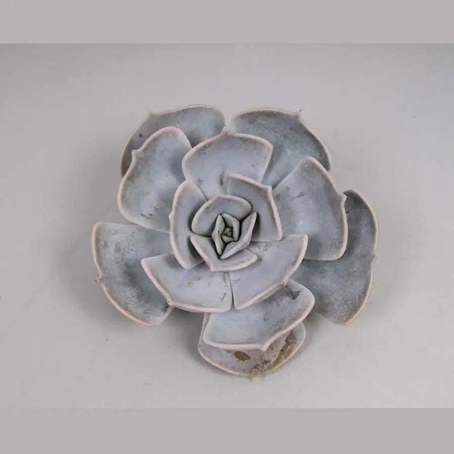 Succulent Lilacina