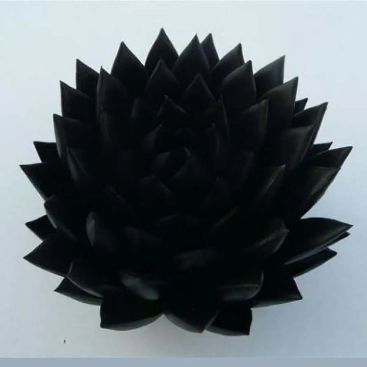 Succulent Painted Black