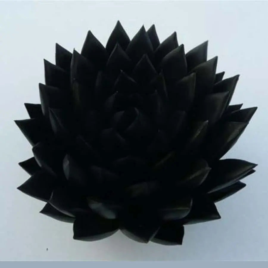 Succulent Painted Black