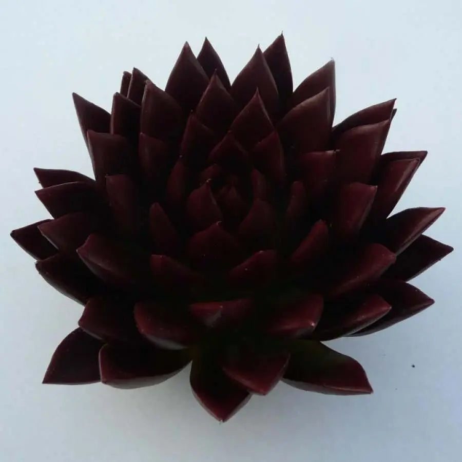 Succulent Painted Burgundy
