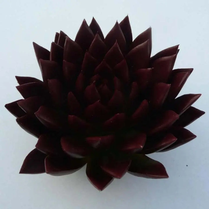 Succulent Painted Burgundy