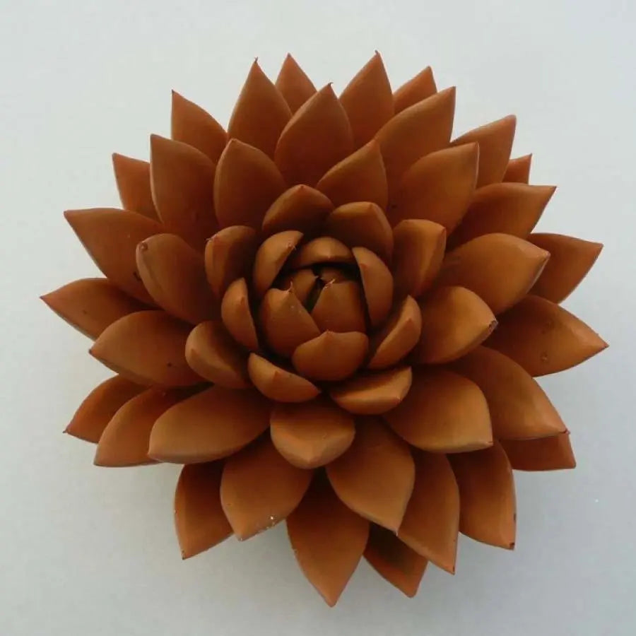 Succulent Painted Orange