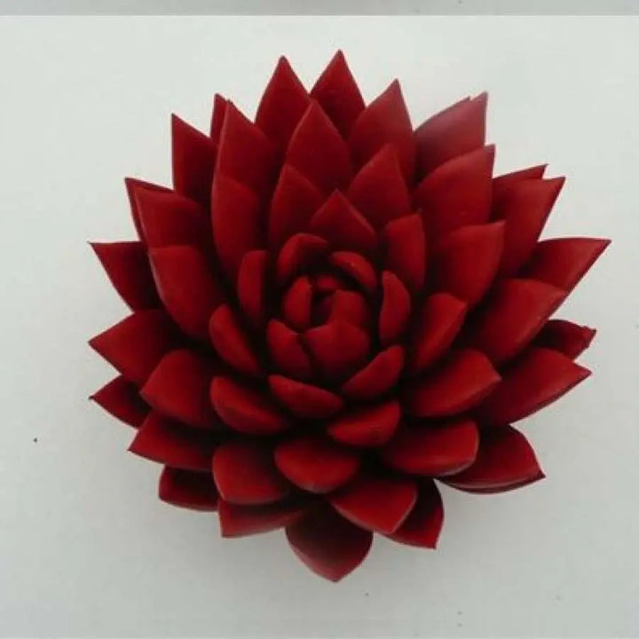 Succulent Painted Red
