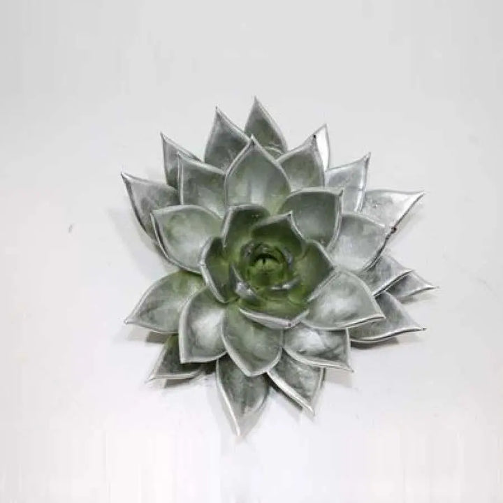 Succulent Painted Silver