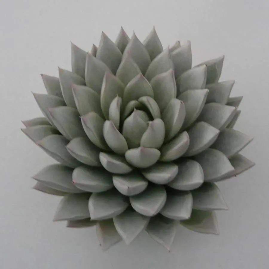 Succulent Painted White