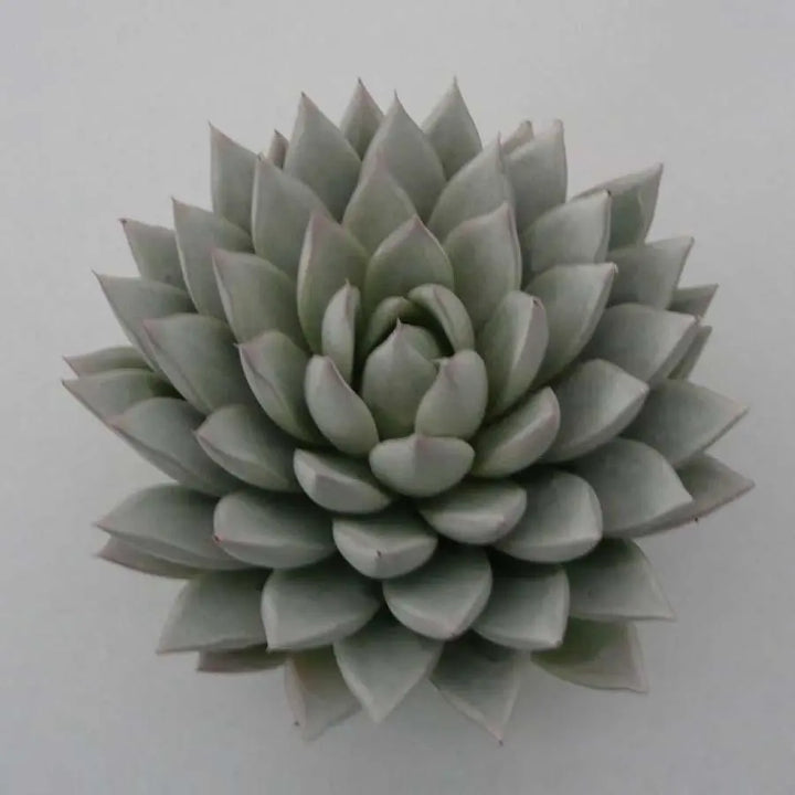 Succulent Painted White