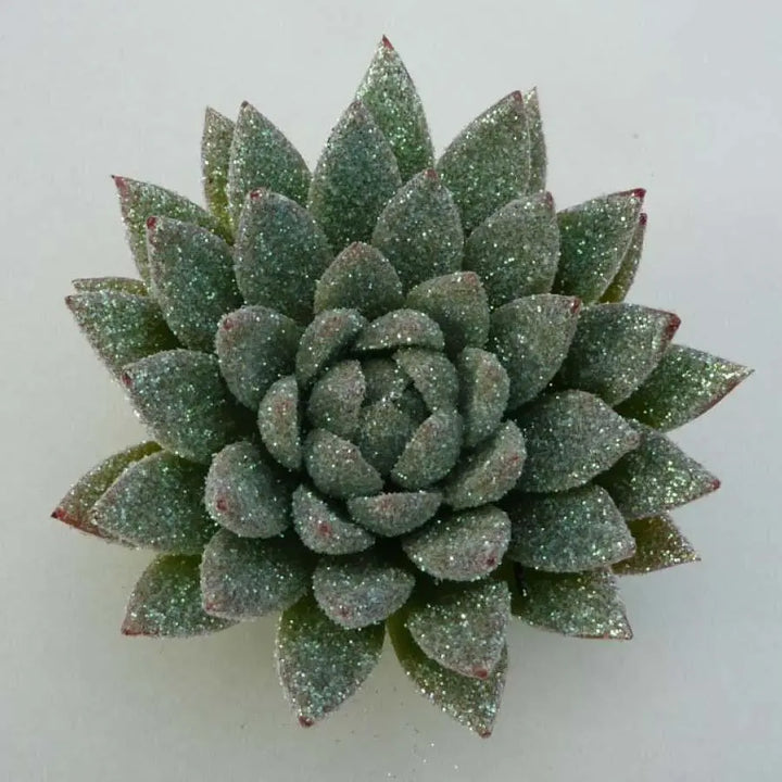 Succulents Painted Holex Dutch