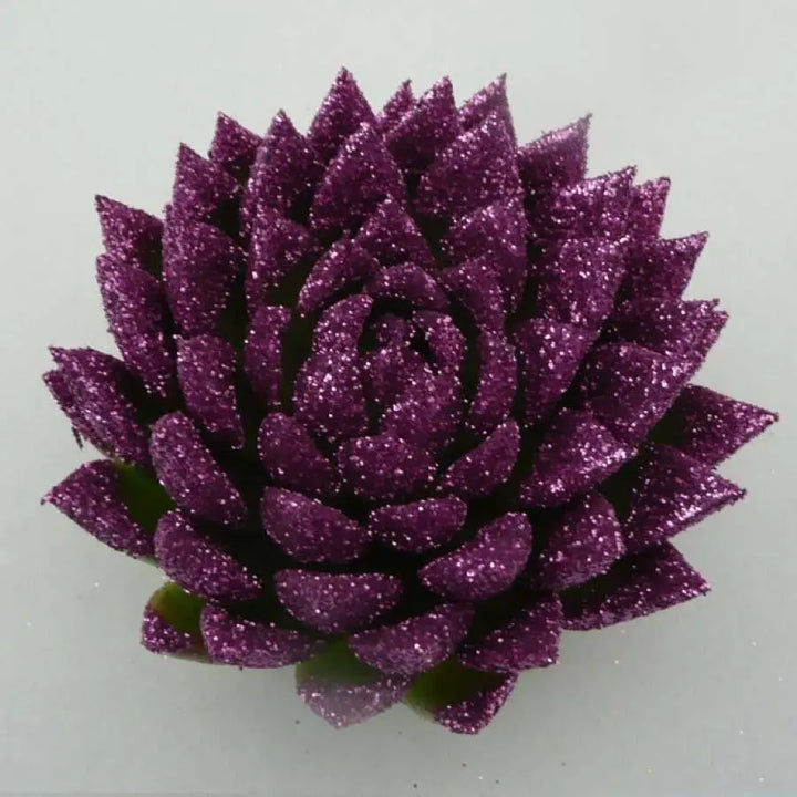 Succulents Painted Holex Dutch