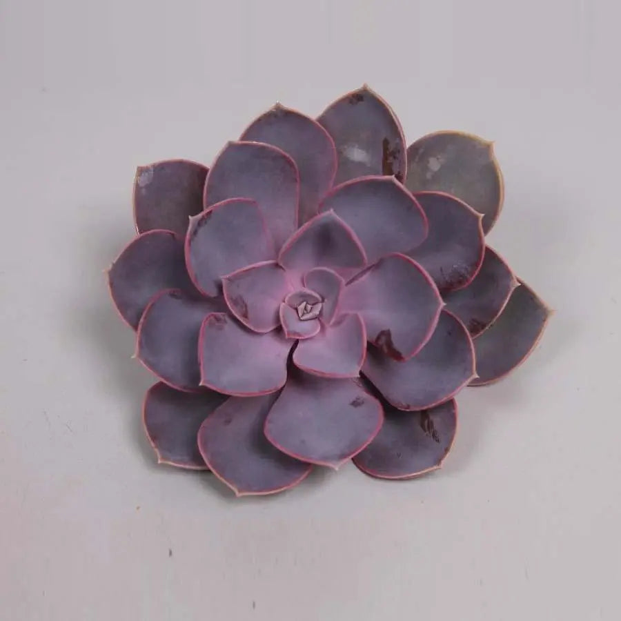 Succulent Purple Pearl