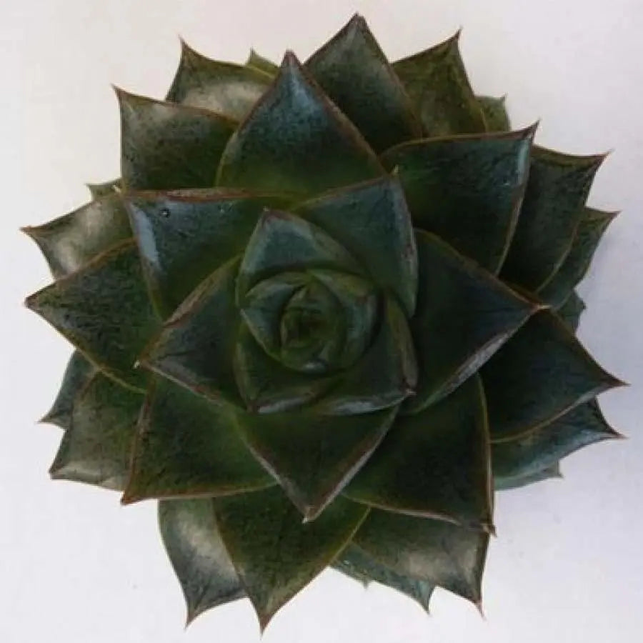 Succulent Purpureum