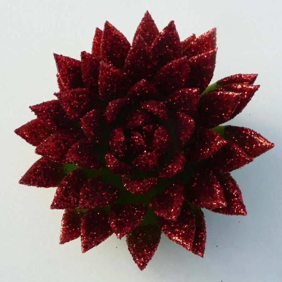 Succulents Painted Holex Dutch