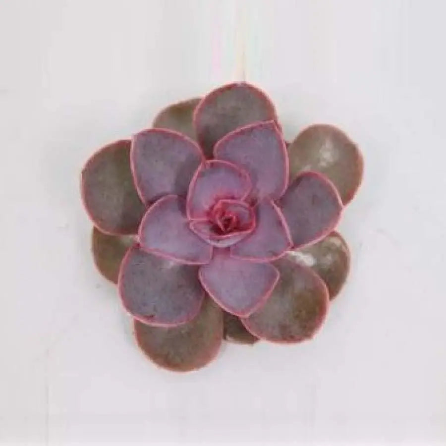 Succulent Red Sky
