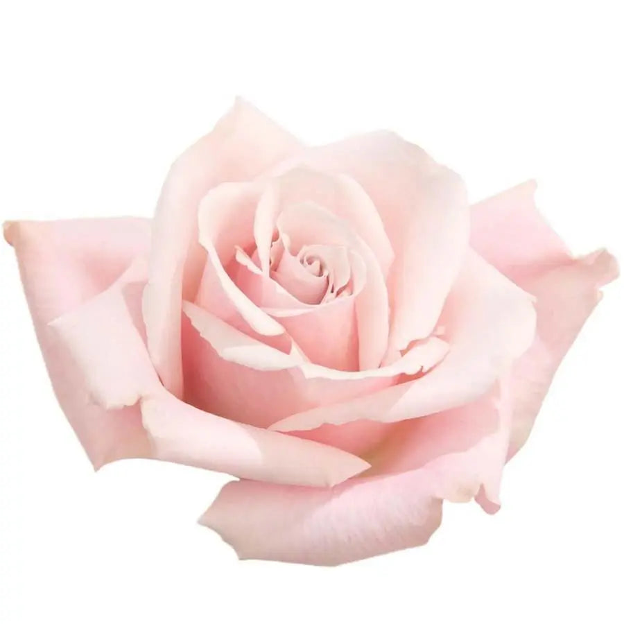 Rose Sweet Escimo