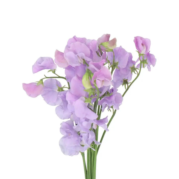 Sweetpea Lavender - 50 Stem Bunch Holex Dutch