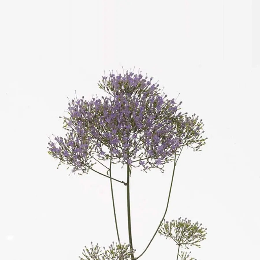 Trachelium Blue Shine - 50 Stem Bunch Holex Dutch