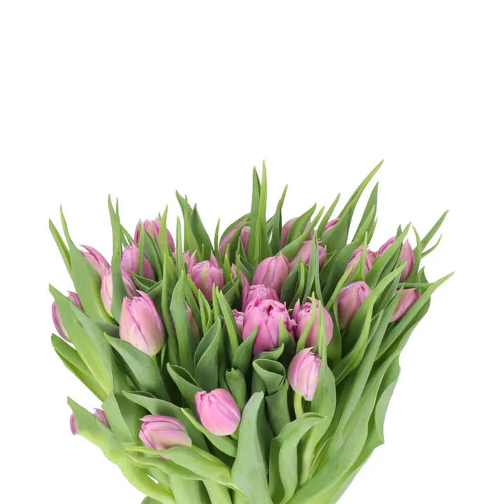 Tulip Double Double Price - 50 Stem Bunch Holex Dutch
