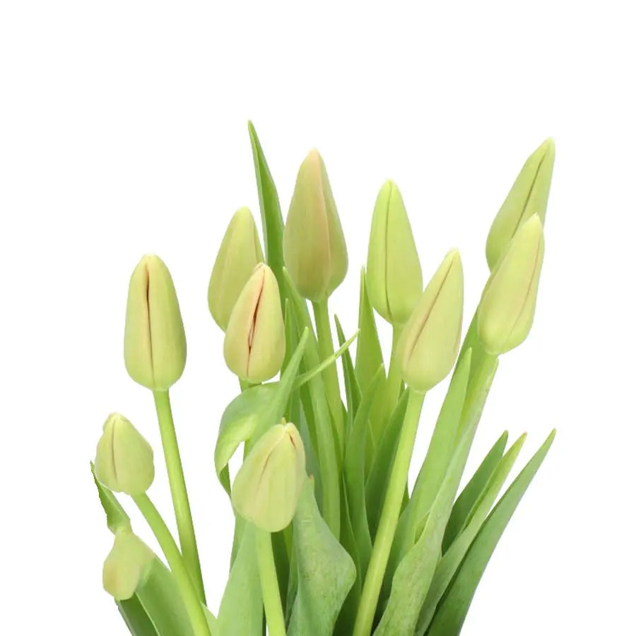 French Tulip Menton - 20 Stem Bunch Holex Dutch