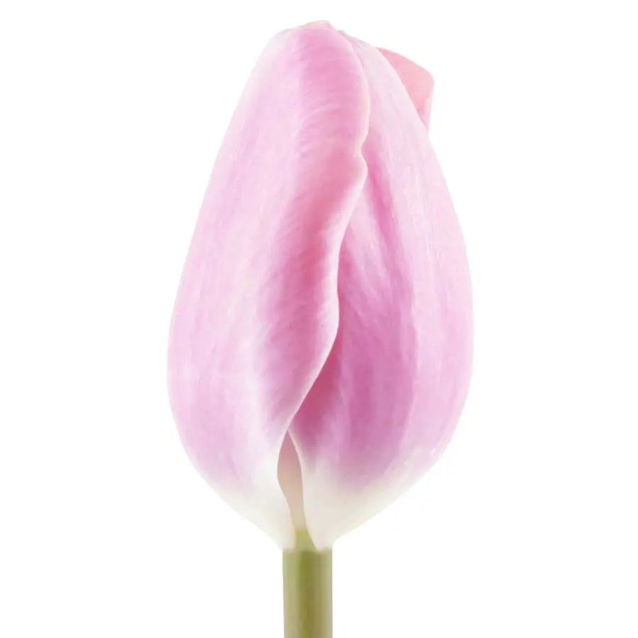 Tulip Light Pink - 50 Stem Bunch - PetalDriven, image size:900x900