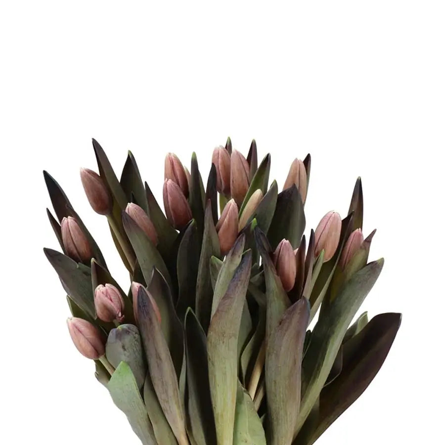 Tulip Painted Brownies - 50 Stem Bunch Holex Dutch
