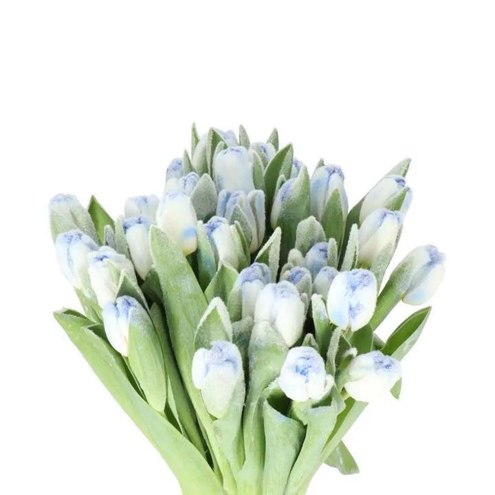 Tulip Painted Frost Blue - 50 Stem Bunch Holex Dutch