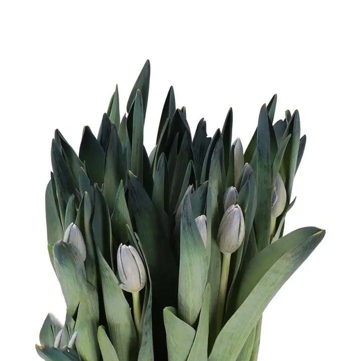 Tulip Painted Shades of Grey -  50 Stem Bunch Holex Dutch