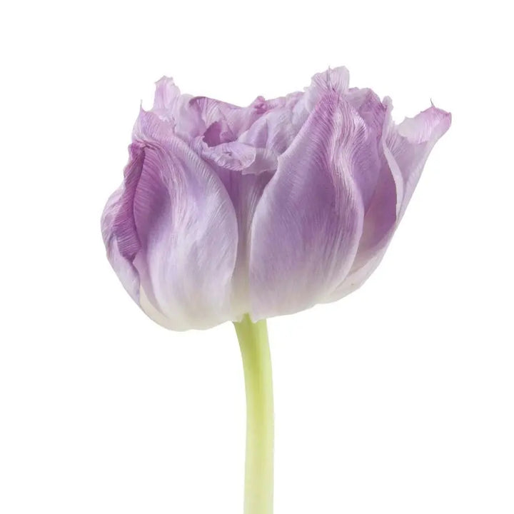 Tulip Double Double Price- 50 Stem Bunch