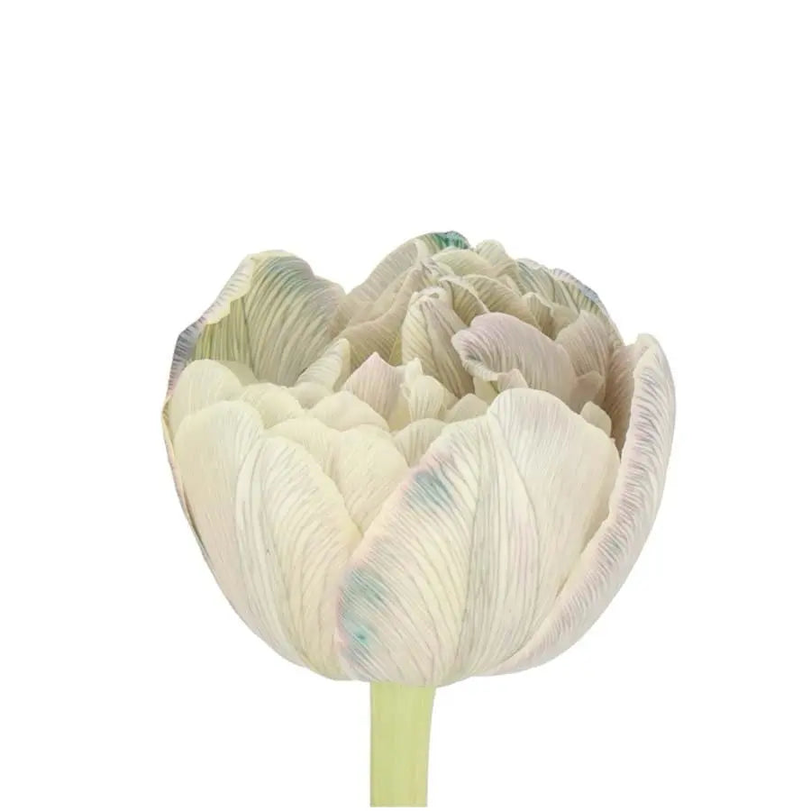 Tulip Double Painted Dusty Olive - 50 Stem Bunch - PetalDriven