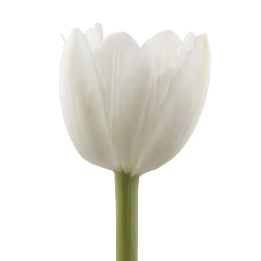 Tulip Double Foxtrot - 50 Stem Bunch