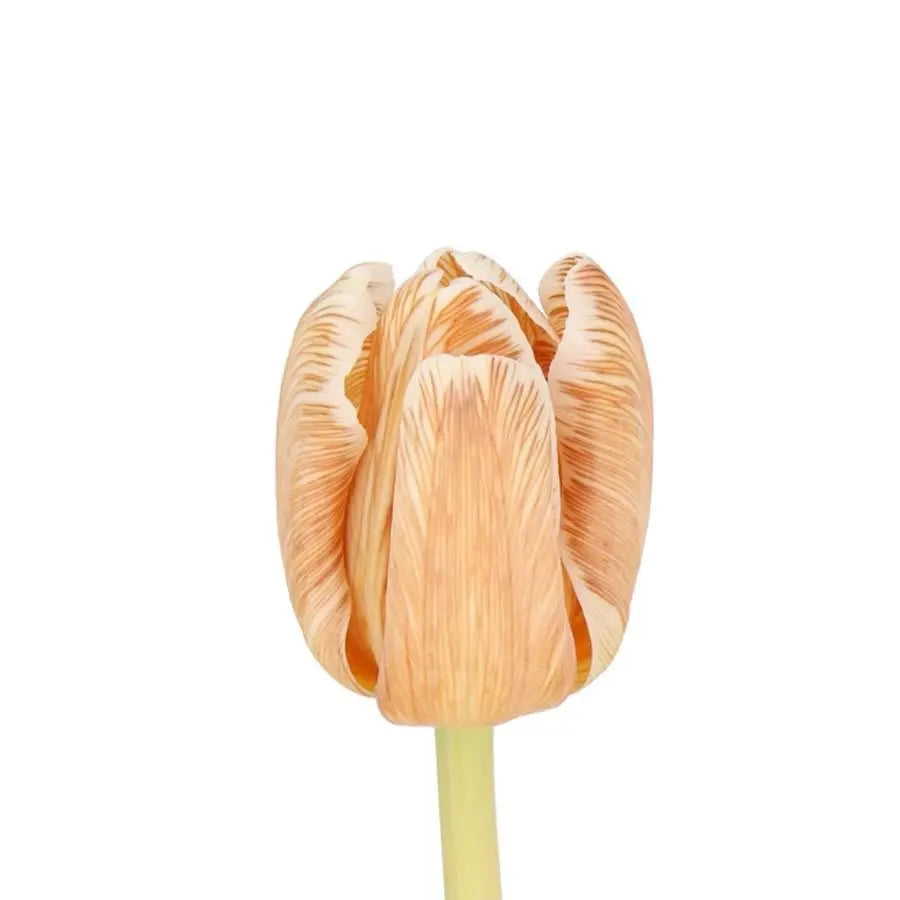 Tulip Double Painted Soft Caramel - 50 Stem Bunch - PetalDriven