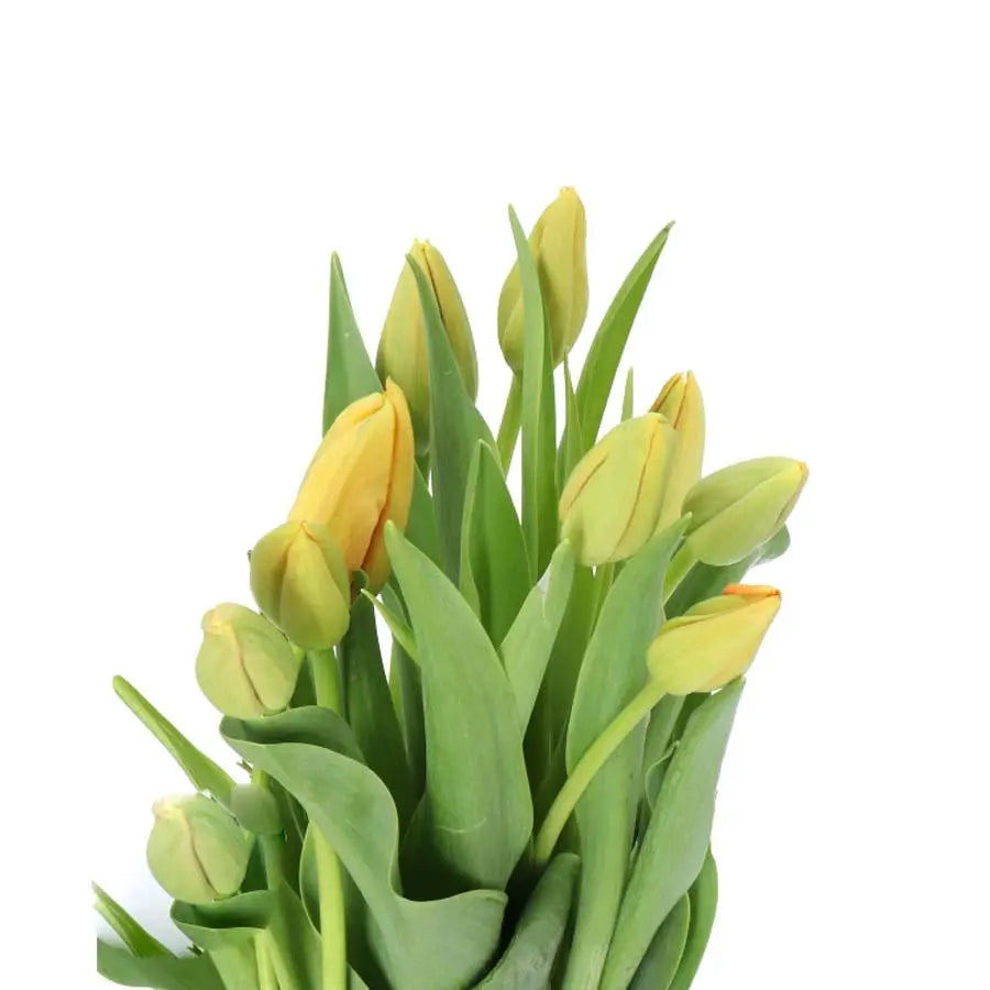 French Tulip Avignon - 20 Stem Bunch Holex Dutch