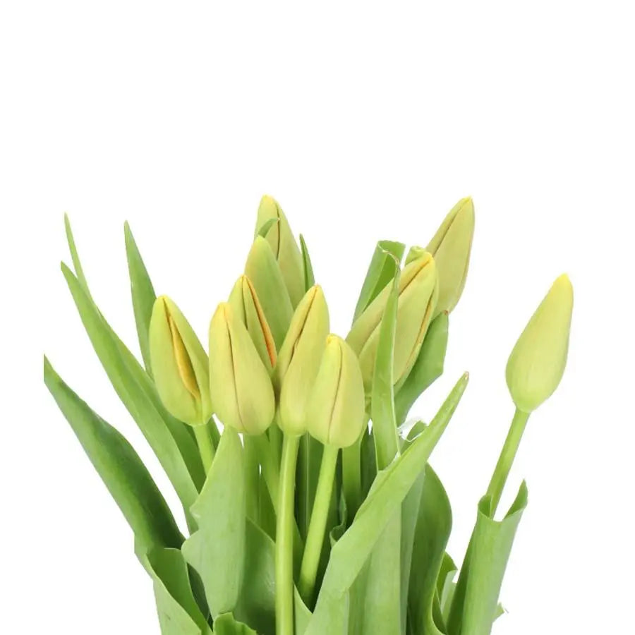 French Tulip Dordogne - 20 Stem Bunch Holex Dutch