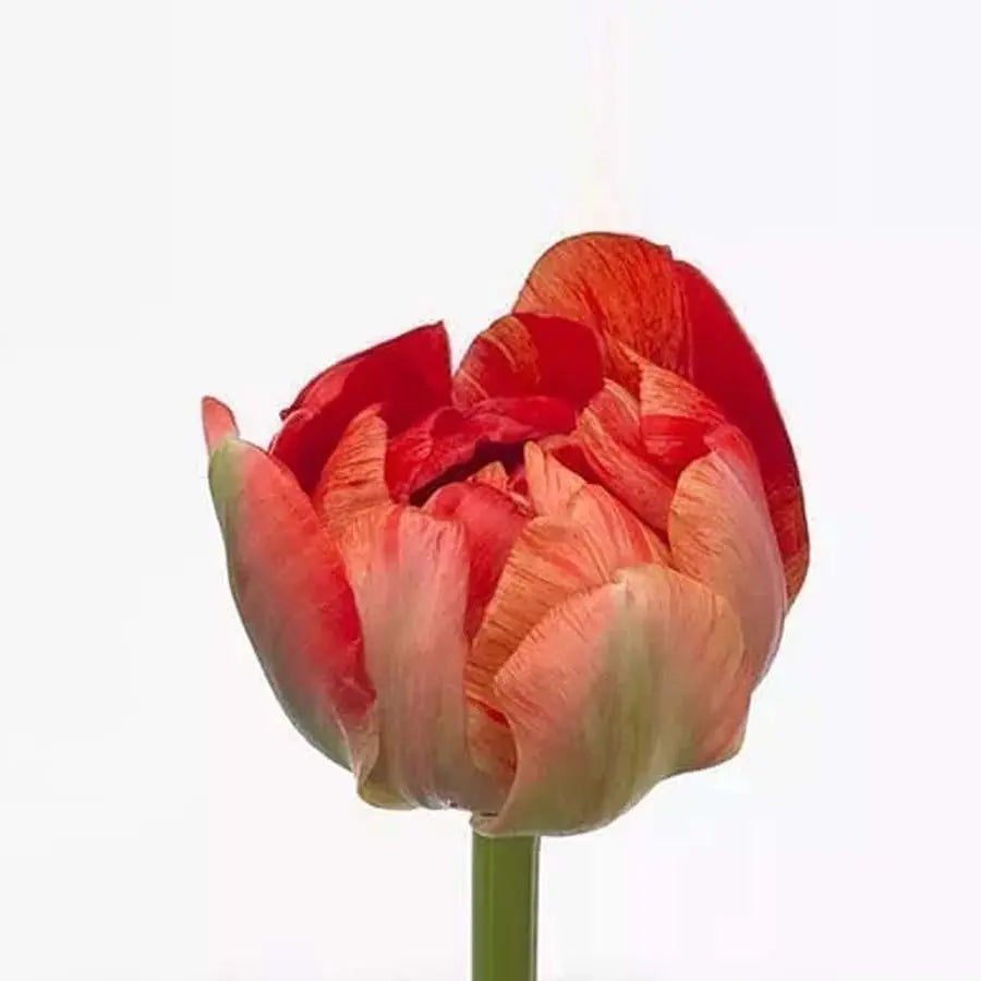 French Tulip Gudoshnik Double - 20 Stem Bunch Holex Dutch