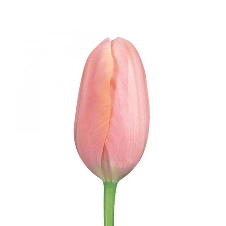 French Tulip Menton - 20 Stem Bunch Holex Dutch
