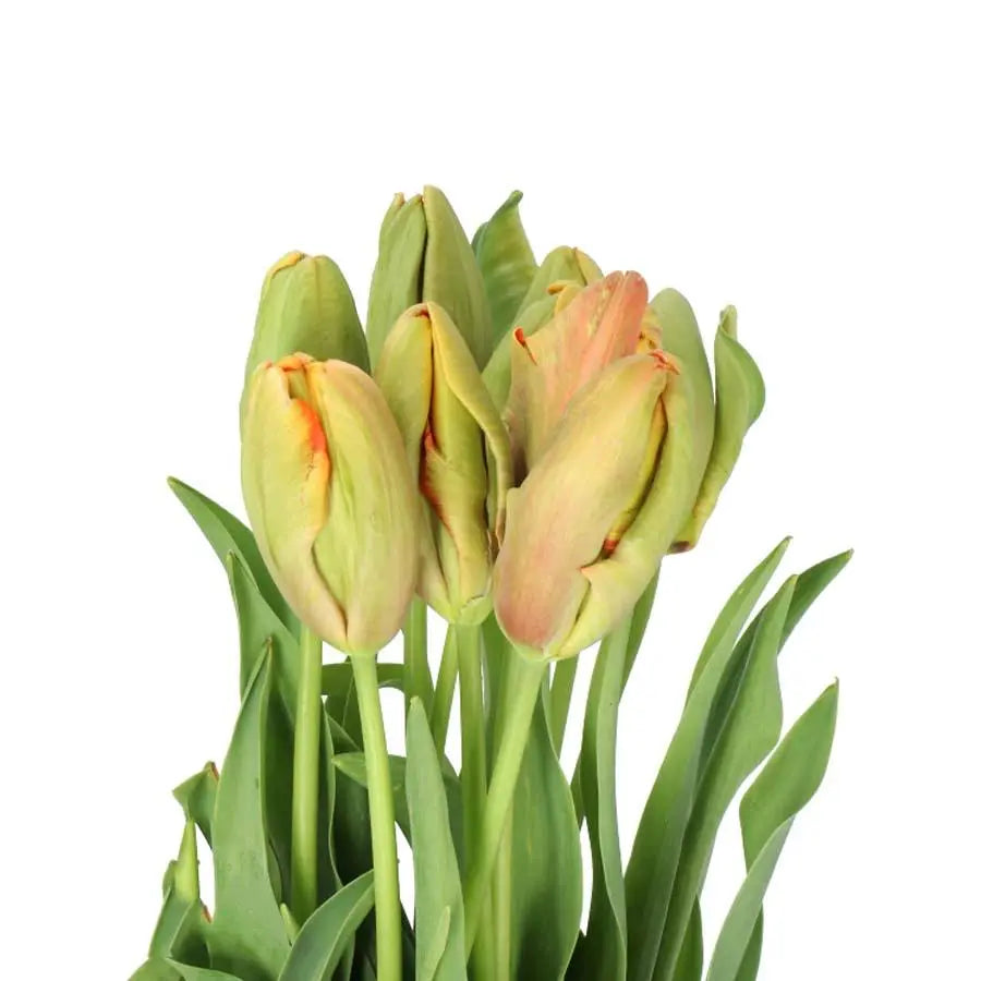 French Tulip Parrot Avignon - 20 Stem Bunch Holex Dutch