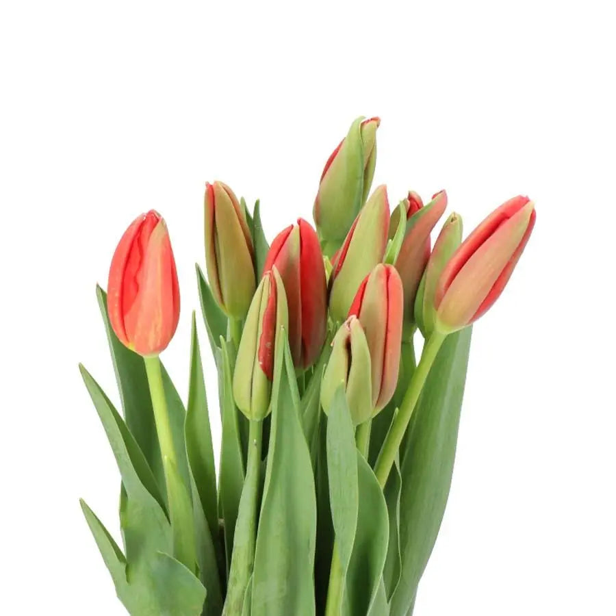 French Tulip Red Proud - 10 Stem Bunch Holex Dutch