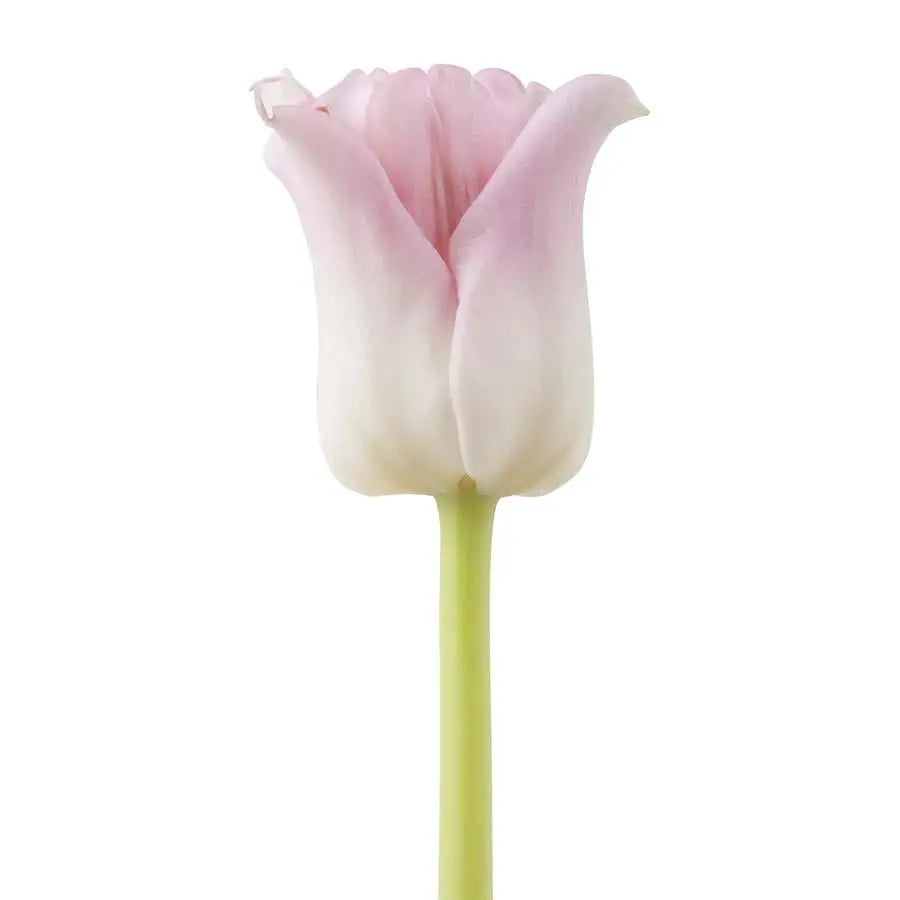 tulip lily flower Tulip Lilyflowered Crown Dynasty - 50 Stem Bunch