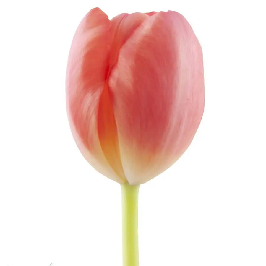 Tulip Ninja - 50 Stem Bunch - PetalDriven