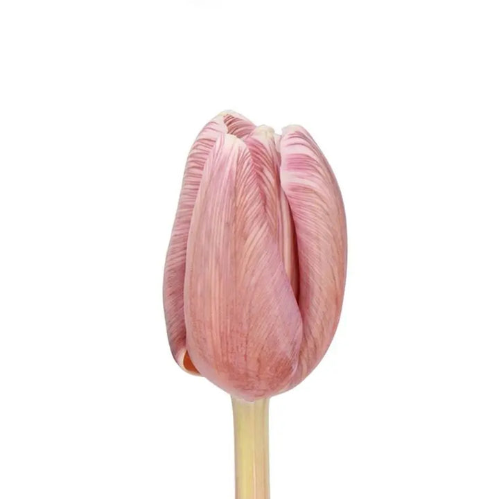Tulip Painted Brownies - 50 Stem Bunch