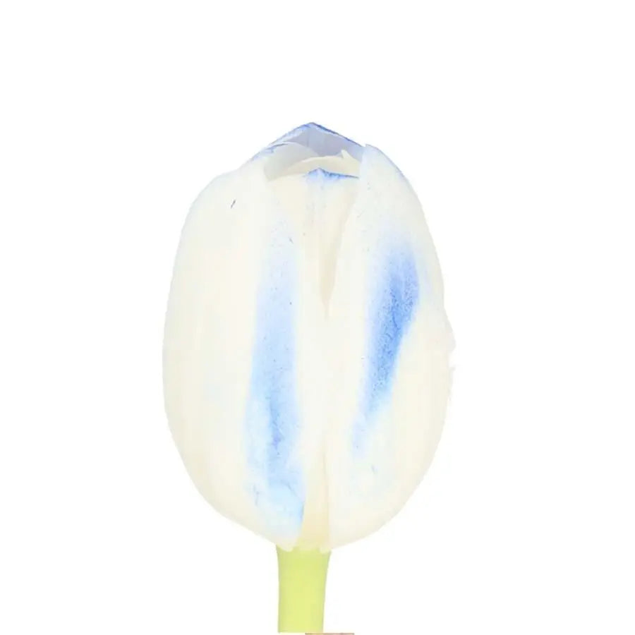 Tulip Painted Frost Blue - 50 Stem Bunch