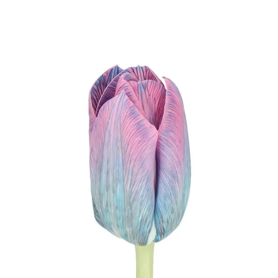 Tulip Painted Gypsy Blue - 50 Stem Bunch