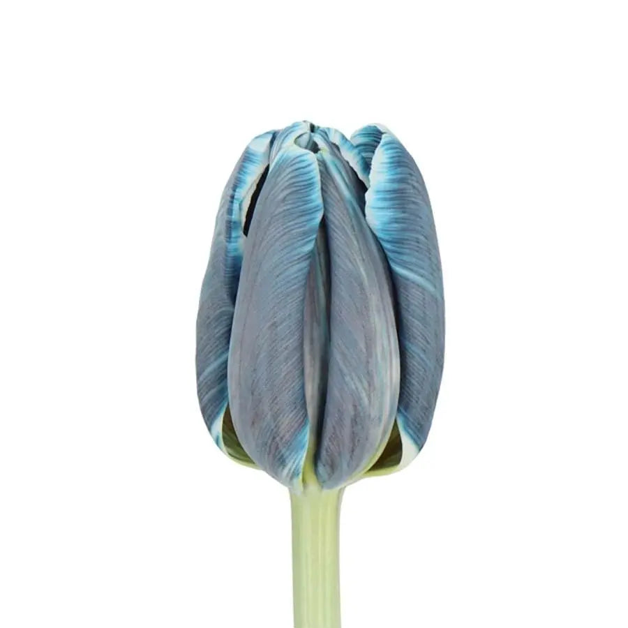 Tulip Painted Royal Blue - 50 Stem Bunch